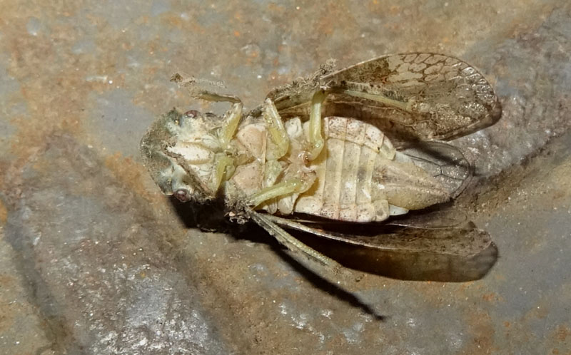 Ledra aurita - Cicadellidae